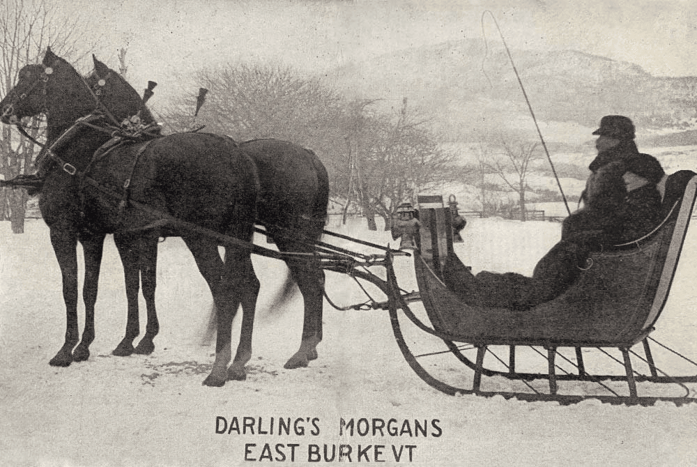 A person in a winter coat sits in a horse-drawn sleigh next to two horses in a snowy landscape.