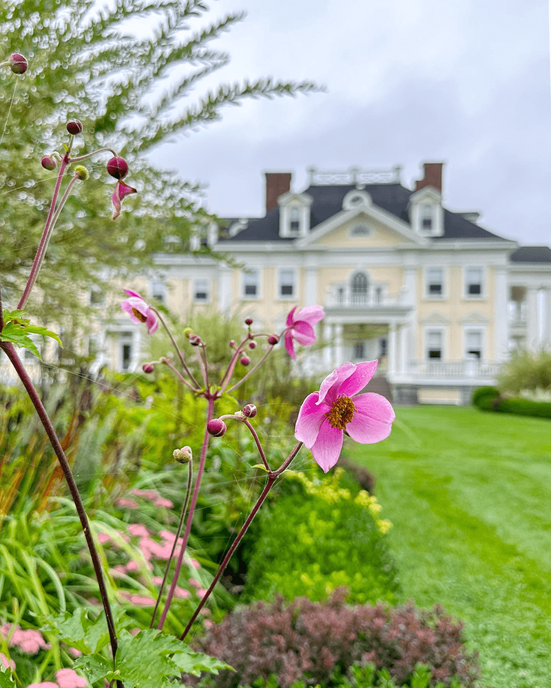 A close-up of pink flowers in a lush garden with a grand yellow mansion in the background.