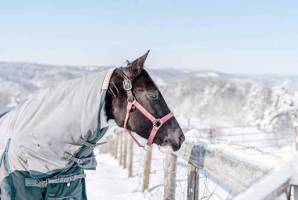 A horse wearing a blanket leans over a snowy fence on a clear winter day.
